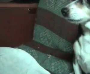 This dog's about to take a facial