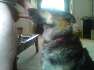 Dude has a slutty dog sucking on that boner