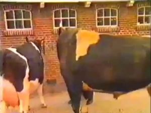 Cow fucking session with animals that look HOT