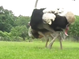 Ostrich is going to blow an awesome load today