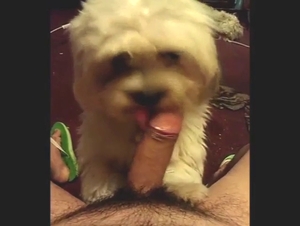 Sweet and slutty dog is going to lick dick in POV