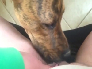Sexy dog is going to lick a juicy vagina as well